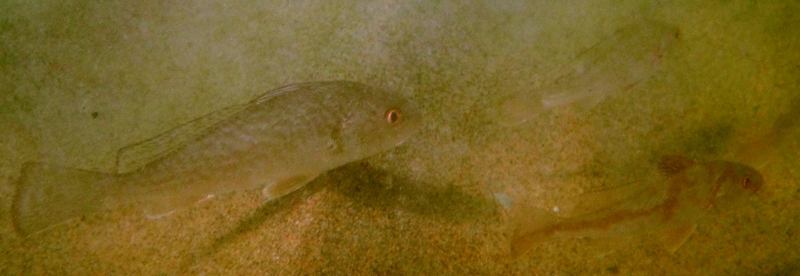 La metamorfosi di Umbrina cirrosa